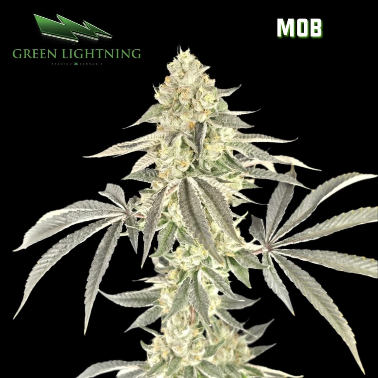 Green Lightning Cultivation M.O.B.