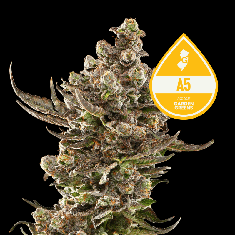 A5 Big Buds