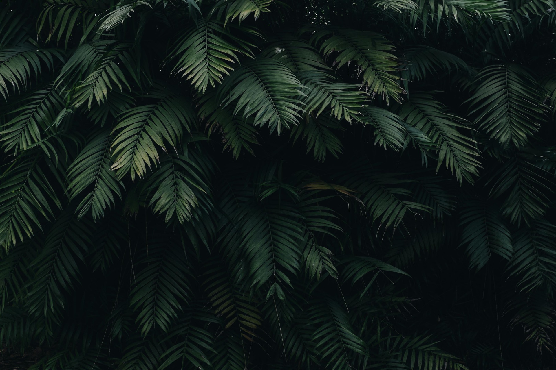 Calm moody green environment supporting mindful cannabis use